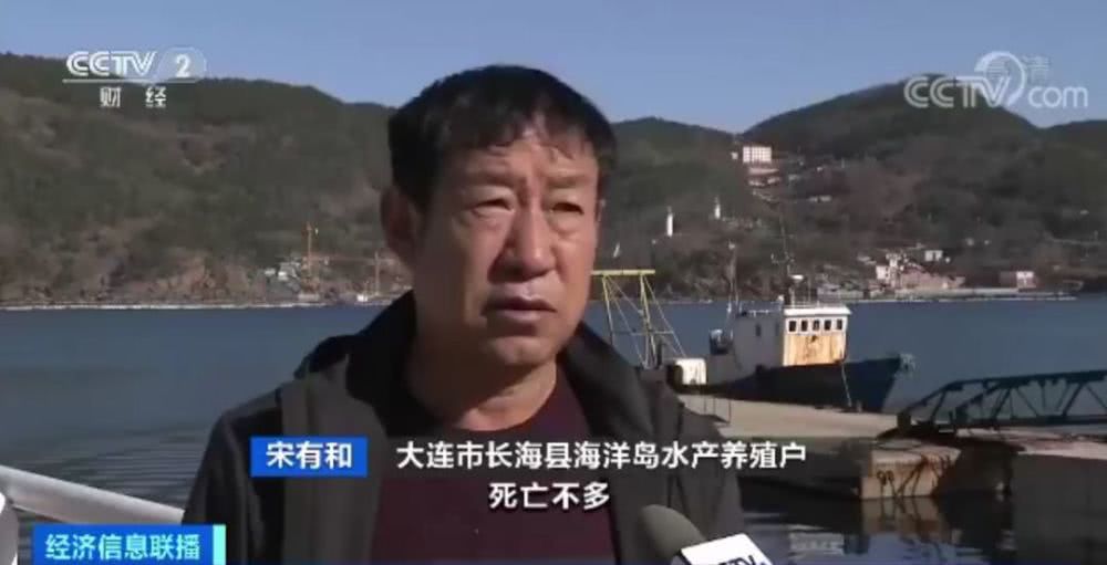 獐子岛扇贝花样死亡，周边海域却正常！原来背后有这么多事