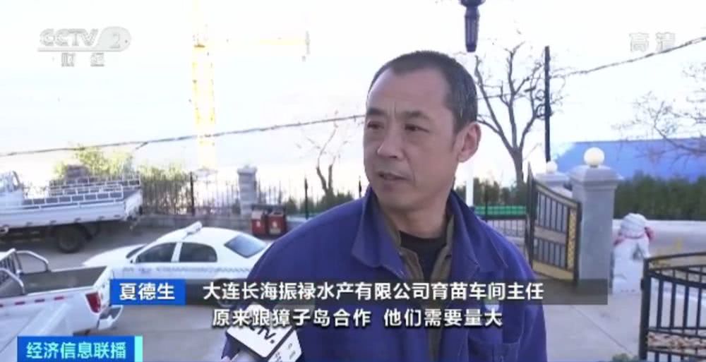 獐子岛扇贝花样死亡，周边海域却正常！原来背后有这么多事