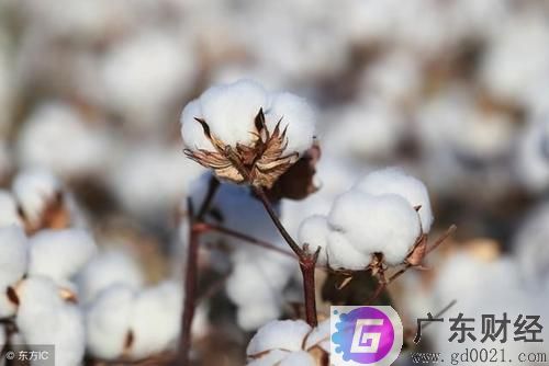 什么是棉花期货？影响棉花期货价格因素是什么?