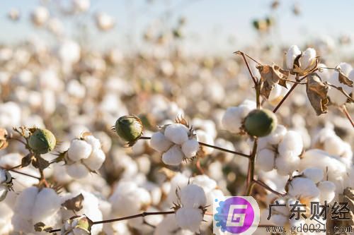 影响棉花期货价格的因素有哪些?影响棉花期货价格的因素