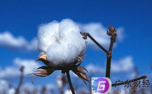 棉花期货一手多少钱？棉花期货交易时间有多长？