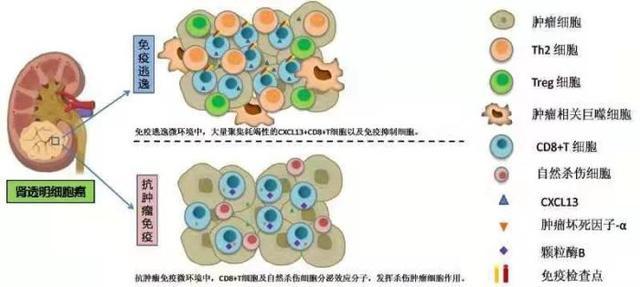 中国专家率先发现肾透明细胞癌免疫逃逸的关键性“元凶” 中国专家率先发现肾透明细胞癌免疫逃逸的关键性“元凶”