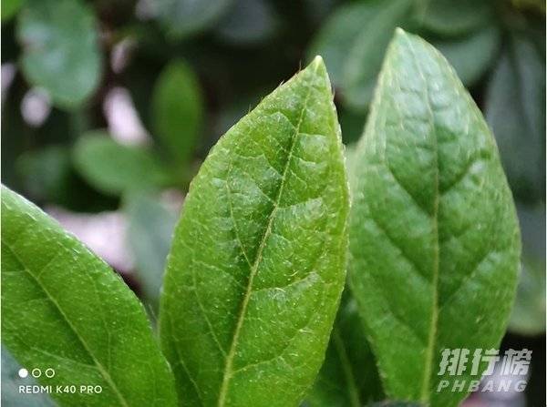 K40 Pro 系列拥有多少的长焦微距? k40 pro长焦微距是多少 K40 Pro 系列拥有多少的长焦微距? k40 pro长焦微距是多少
