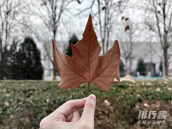 小米10s和小米10拍照哪个好_小米10s和小米10拍照对比
