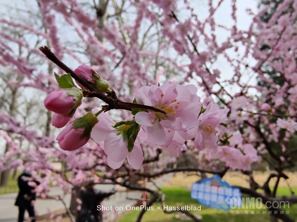 带着一加 9 Pro记录北京:“哈苏之眼”下的春日时光 带着一加 9 Pro记录北京:“哈苏之眼”下的春日时光