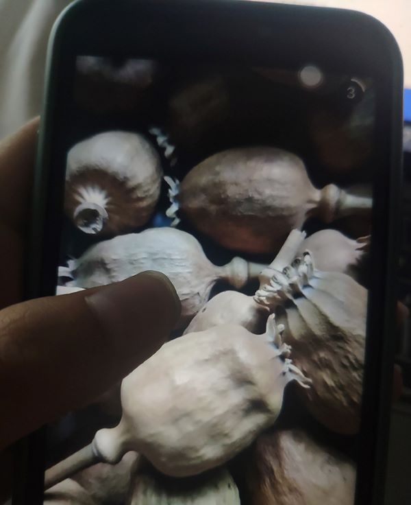 暗访|多个中药材集散地存罂粟壳地下交易 多流向小吃市场 暗访|多个中药材集散地存罂粟壳地下交易 多流向小吃市场